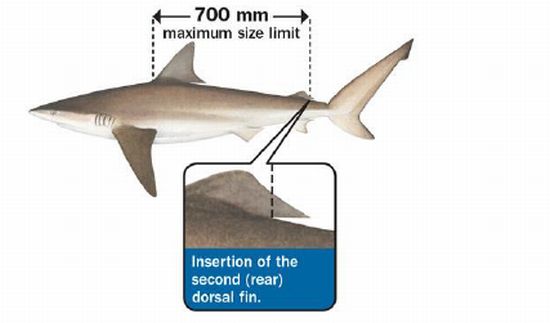 Green wins decision over shark catch
